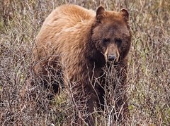 Ursus americanus cinnamomum