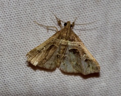 Bertula abjudicalis