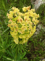 Euphorbia characias