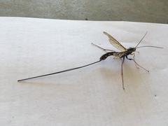Megarhyssa nortoni