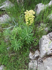 Euphorbia characias