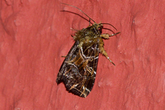 Callopistria exotica