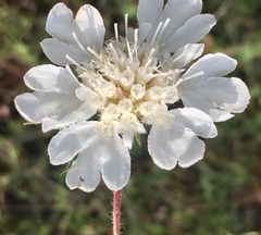 Scabiosa triniifolia