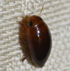 Hydrocanthus oblongus