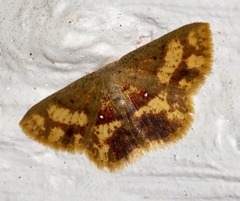 Chrysocraspeda tristicula