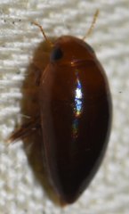 Hydrocanthus oblongus