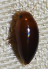 Hydrocanthus oblongus