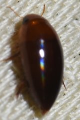 Hydrocanthus oblongus