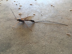 Megarhyssa nortoni