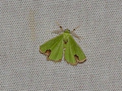 Comibaena fuscidorsata