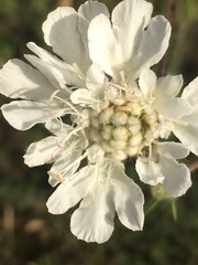 Scabiosa triniifolia