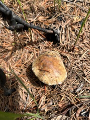 Cortinarius subolivascens