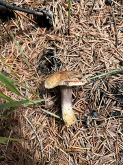 Cortinarius subolivascens