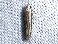 Polyhymno luteostrigella