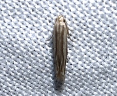 Polyhymno luteostrigella