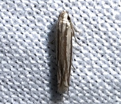 Polyhymno luteostrigella