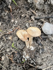 Clitocybe albirhiza