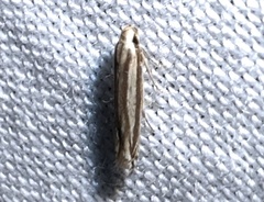 Polyhymno luteostrigella