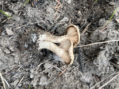 Clitocybe albirhiza