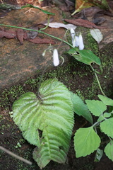 Streptocarpus wilmsii