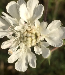 Scabiosa triniifolia