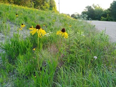 Echinacea paradoxa paradoxa