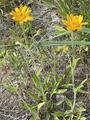 Arnica fulgens