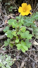 Oxalis spiralis