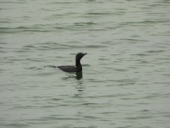 Microcarbo pygmaeus