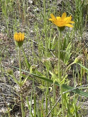 Arnica fulgens
