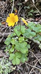 Oxalis spiralis
