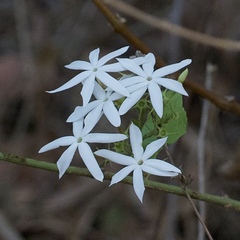 Jasminum malabaricum