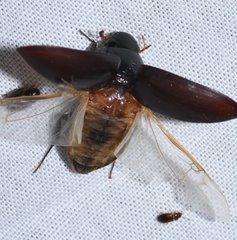 Hydrobiomorpha casta