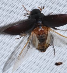 Hydrobiomorpha casta