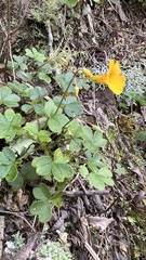 Oxalis spiralis