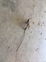 Megarhyssa nortoni