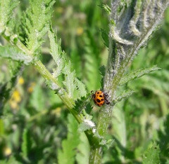 Ceratomegilla notata
