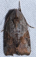 Gonodes liquida