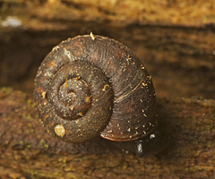 Ramogenia challengeri