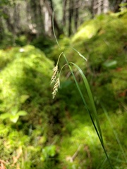 Carex castanea