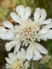 Scabiosa triniifolia