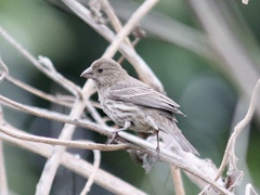 Haemorhous mexicanus