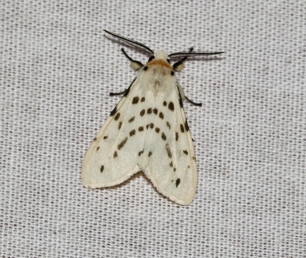 Lemyra spilosomata