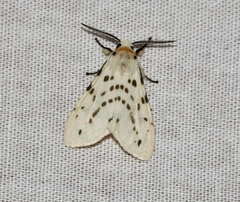 Lemyra spilosomata