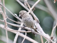 Haemorhous mexicanus