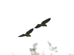 Amazona viridigenalis