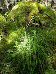 Carex castanea