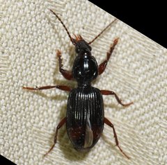 Ardistomis obliquata