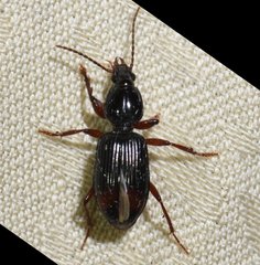 Ardistomis obliquata