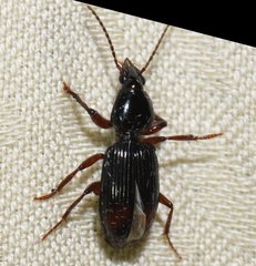 Ardistomis obliquata